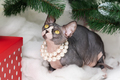 Two Sphynx Cats sitting under Christmas tree with holiday red polka dot gift boxes under it - PhotoDune Item for Sale