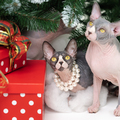 Two Sphynx Cats sitting under Christmas tree with holiday red polka dot gift boxes under it - PhotoDune Item for Sale