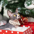Lovely Sphynx Cat lying in red polka dot gift box under Christmas tree and looking up - PhotoDune Item for Sale