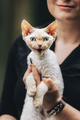 Obedient Devon Rex Cat With White Fur Color Meows While Sitting On Hands. Curious Playful Funny Cute - PhotoDune Item for Sale
