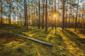 Belarus. Beautiful Sunset Sunrise Sun Sunshine In Sunny Summer Coniferous Forest. Sunlight Sunrays - PhotoDune Item for Sale