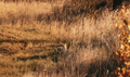 European Red Fox vulpes Vulpes Walking On Grass In Meadow. Wildlife Scene From Europe. Range Fur - PhotoDune Item for Sale