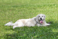 Adorable labrador retriever laying on the grass in the park in summer - PhotoDune Item for Sale