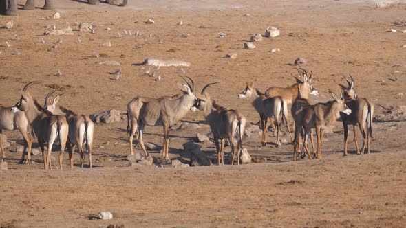 Herd of roan antelope standing at a dry waterhole