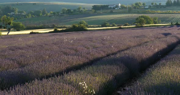 Field of lavenders,Ferrassieres, Provence, France