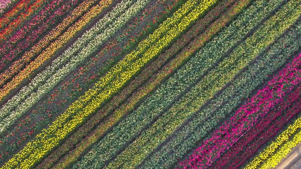 Aerial drone view of tulip flowers fields growing in rows of crops
