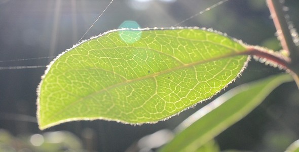 Spider Web on Leaf