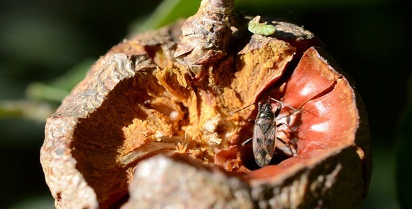 Bug Crawling in a Nut 1