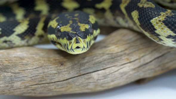 Close-up of a ball python snake on a wooden branch flicking its tongue out on a studio white backgro