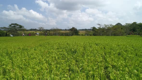 Drone flying above the green rice field in Bali, Indonesia