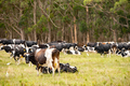 Herd of cattle seen grazing on farm - PhotoDune Item for Sale