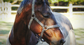 A beautiful horse - PhotoDune Item for Sale
