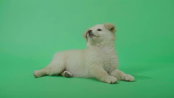 Full View Of A Laying Down White Dog Looking At The Green Screen Before Walking Away