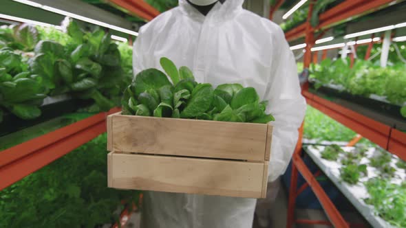 Agronomic Engineer Carrying Box Of Spinach Seedlings