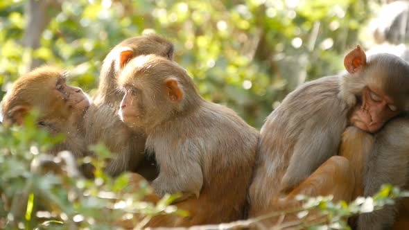 Group of Rhesus Macaques on Rocks. Family of Furry Beautiful Macaques Gathering on Rocks in Nature