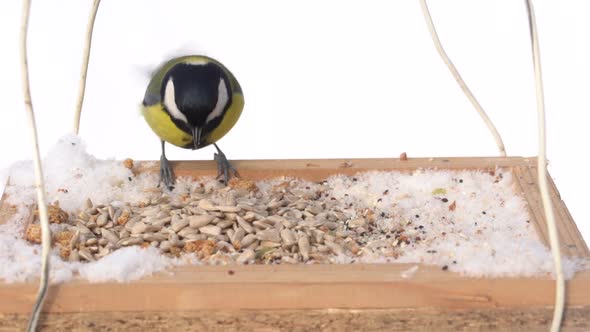 Great tit Parus Major on feeder at winter