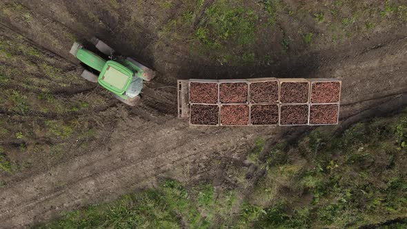 A Tractor With Boxes Full Of Carrots Rides Across The Field