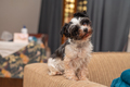 Close up portrait of adorable yorkshire terrier - PhotoDune Item for Sale
