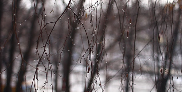 Water Drops On Tree Branches And Traffic Bokeh 2