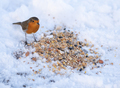 A Robin Being Fed In Wintertime - PhotoDune Item for Sale