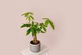 A "Money Tree" plant (Pachira Aquatica). Green pachira aquatica leaves on beige background, pachira - PhotoDune Item for Sale