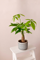 A "Money Tree" plant (Pachira Aquatica). Green pachira aquatica leaves on beige background, pachira - PhotoDune Item for Sale
