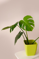 Beautiful monstera flower in a green pot stands on a wooden table on a beige background - PhotoDune Item for Sale