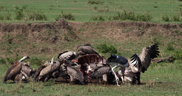 African White Backed Vulture, gyps africanus, Marabou Stork, leptoptilos crumeniferus