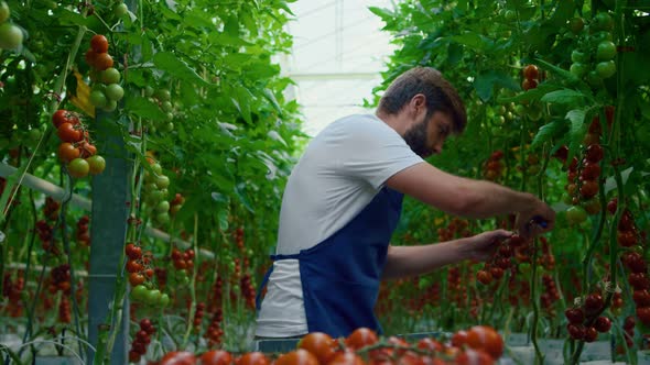 Plantation Worker Collecting Tomatoes in Organic Nature Greenhouse Walking