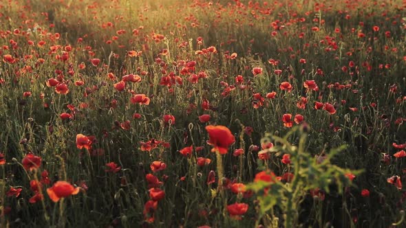 Red Poppy Flowers on Field at Sunset