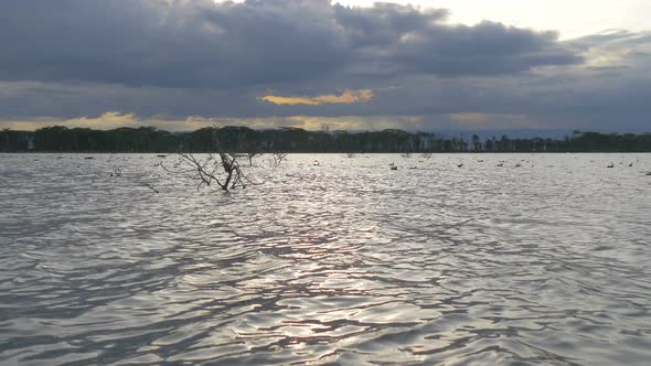 Ducks and branches in the water