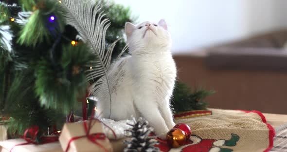 Christmas cat. Cute white kittens on festive holiday background. Kitty with Christmas lights