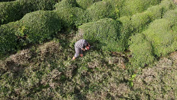 Tea Pruning