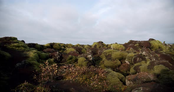 Iceland Lava Field Covered with Green Moss From Volcano Eruption. Move Camera 