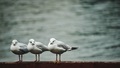Seagulls - PhotoDune Item for Sale