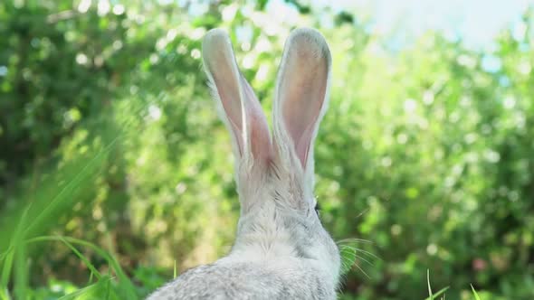 Cute Fluffy Little Bunny on a Green Meadow in Sunny Sunny Weather Closeup