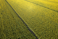 Aerial view of a sunflower field photographed in the summer season - PhotoDune Item for Sale
