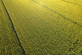 Aerial view of a sunflower field photographed in the summer season - PhotoDune Item for Sale