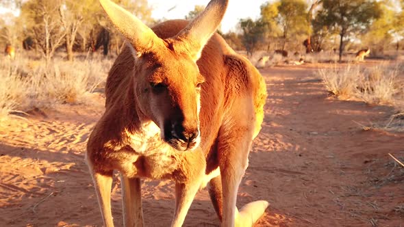 Kangaroo Male Standing
