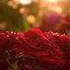 Shooting Close to Open Buts of Red Roses with Drops on Them - VideoHive Item for Sale