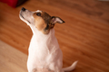 Portrait of dog seen staring upwards - PhotoDune Item for Sale