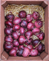 Box Of Red Onions At A Market - PhotoDune Item for Sale