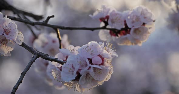 Apricot tree during the spring season