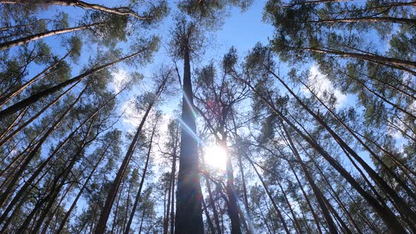 Walking Through the Forest with Pine Trees During the Day POV Slow Motion