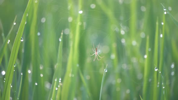 Selective focus a spider on the net with background droplet water