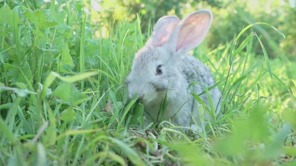 Cute Fluffy Light Gray Domestic Rabbit with Big Mustaches Ears Eats Young Juicy Green Grass Bright