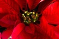 Macro Photo of a Red Poinsettia Flower - PhotoDune Item for Sale