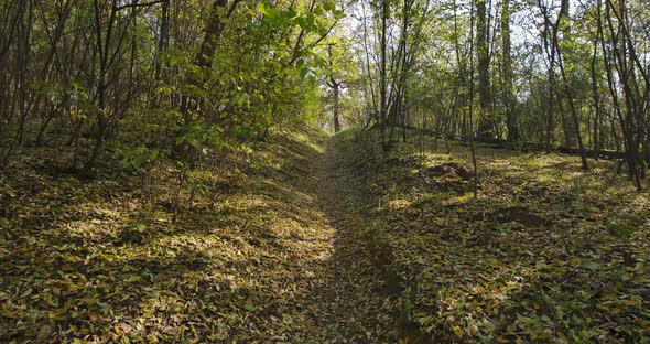 Forest Path In Autumn