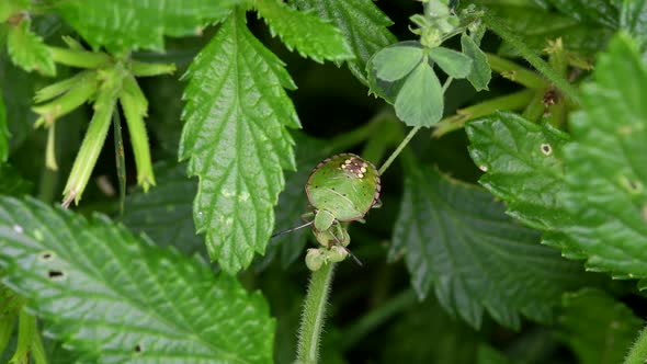 Nezara viridula Also Known As Southern Green Stink Bug Perched On The Green Vegetation. closeup shot