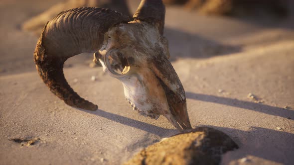 Skull with Ram Horns on the Beach